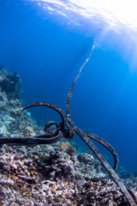 reef, bouy, moalboal, neptune