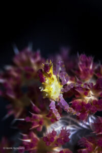 Candycrab, Moalboal, Neptune