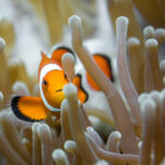 clownfish, moalboal, neoptune