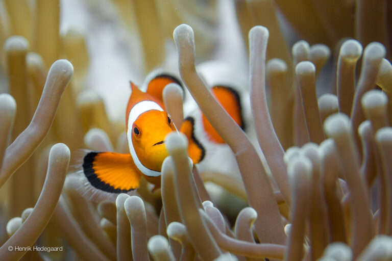 clownfish, moalboal, neoptune