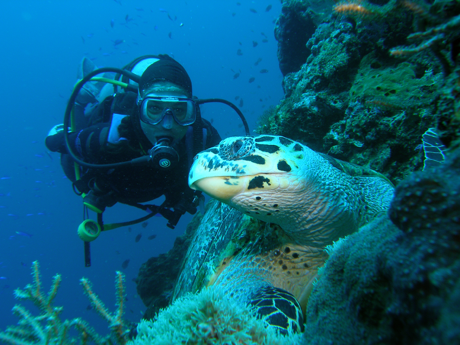 Dive Sites In Moalboal Cebu